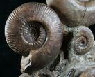 Lytoceras & Hammatoceras Ammonite Sculpture - #7990-1